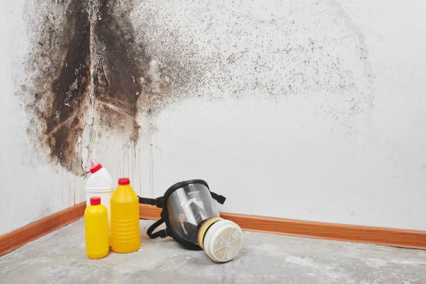 Best Crawl Space Mold Remediation in Birngham, MI