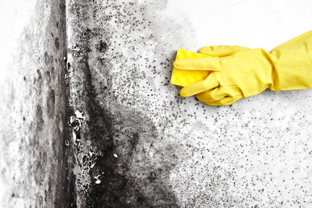 Best Bathroom Mold Remediation in Birngham, MI