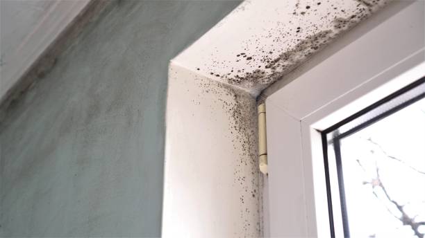 Best Basement Mold Remediation in Birngham, MI