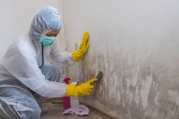 Best Post-Flood Mold Remediation in Birngham, MI