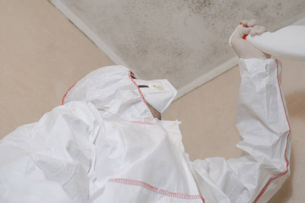 Best Emergency Mold Remediation in Birngham, MI