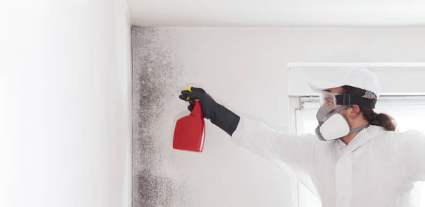 Best Residential Mold Remediation in Birngham, MI