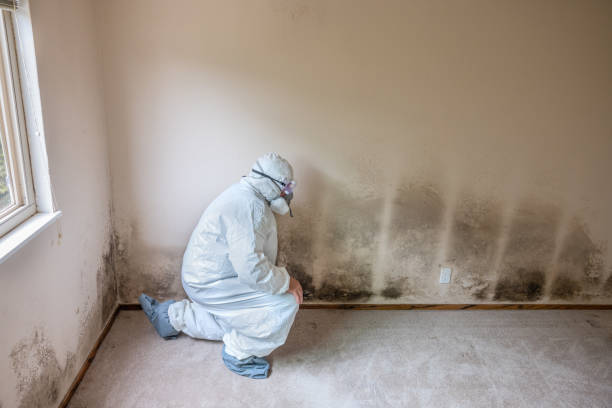 Best HVAC Mold Remediation in Birngham, MI