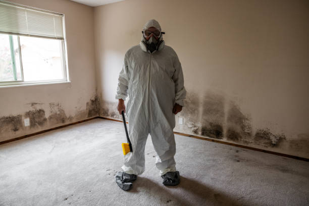 Best Attic Mold Remediation in Birngham, MI